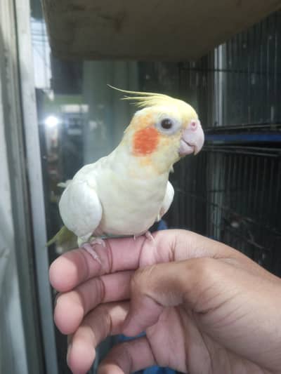 Hand tame cream cockatiel breeder female