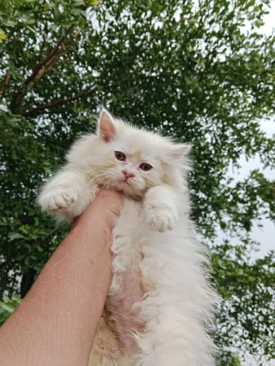 cute male Kitten available 03234102419