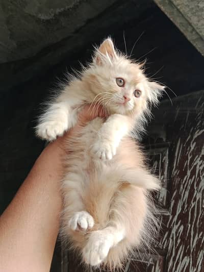 persian male kitten  03234102419