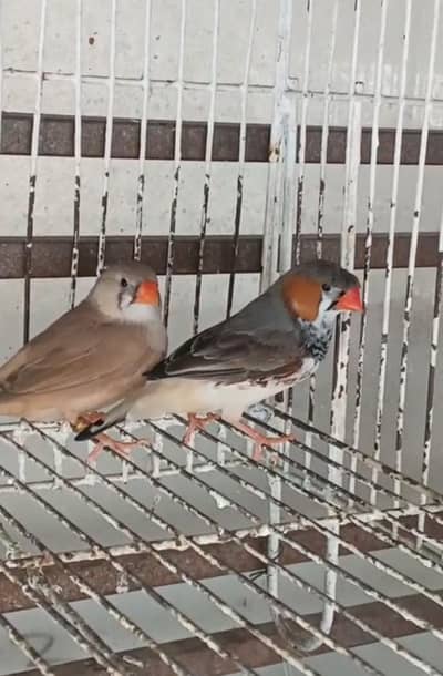 Undersize Finch Pair