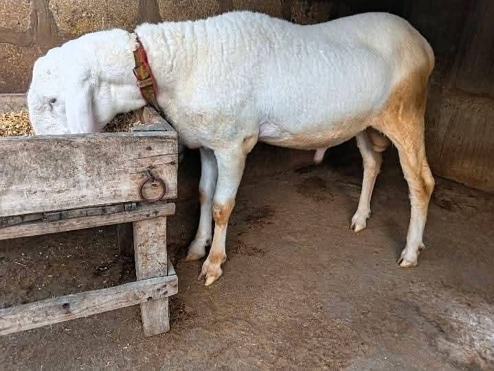 bakra dumba 1