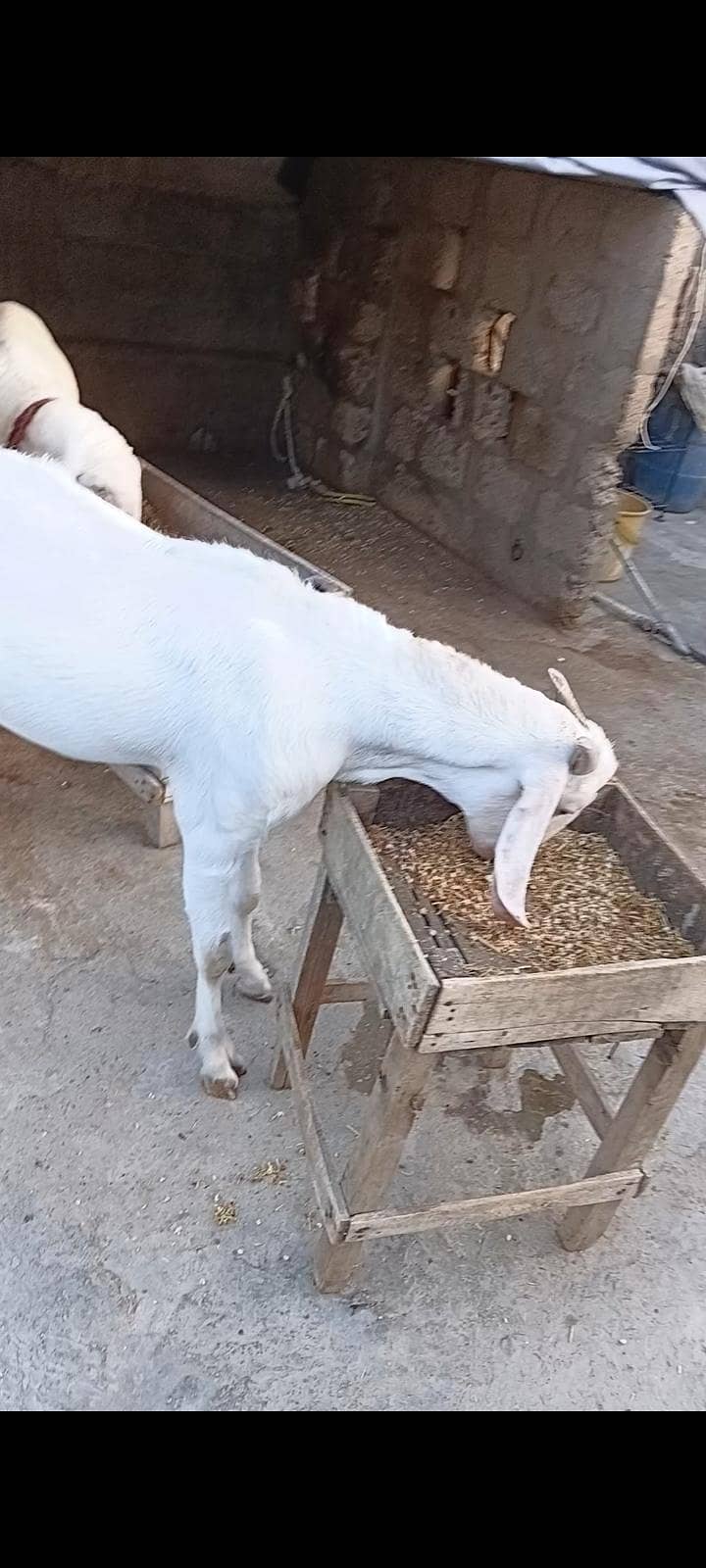 bakra dumba 4