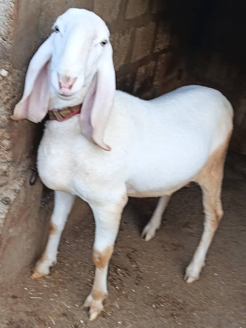 bakra dumba 5