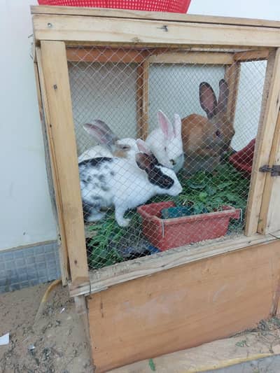 Rabbits set for sell 3 females 1 male with cage and breeding box