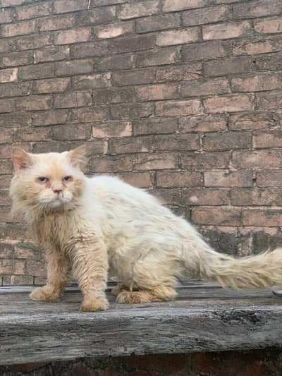 persian male cat