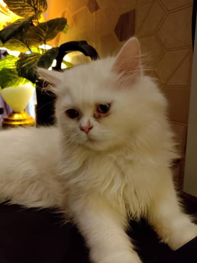 kittens available for sale