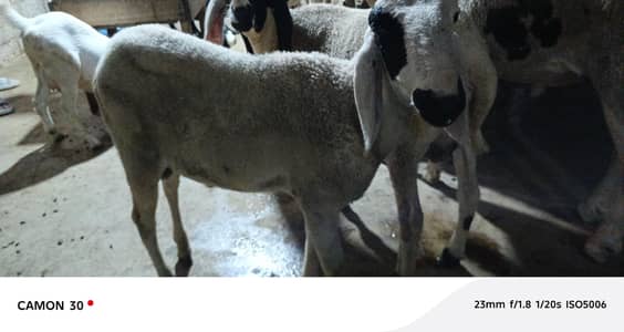 dumbain jodi for sale qurbani