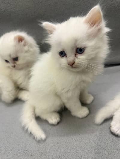 beautiful white kittens