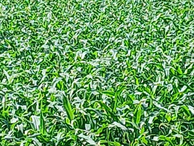 28 Acre Land For Sale