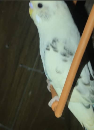 2 confirm pair for sale