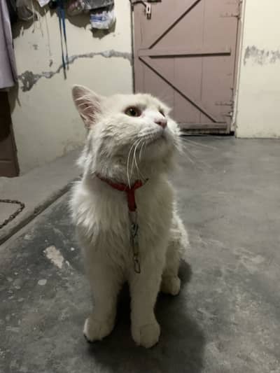 Persian Male Cat for sale