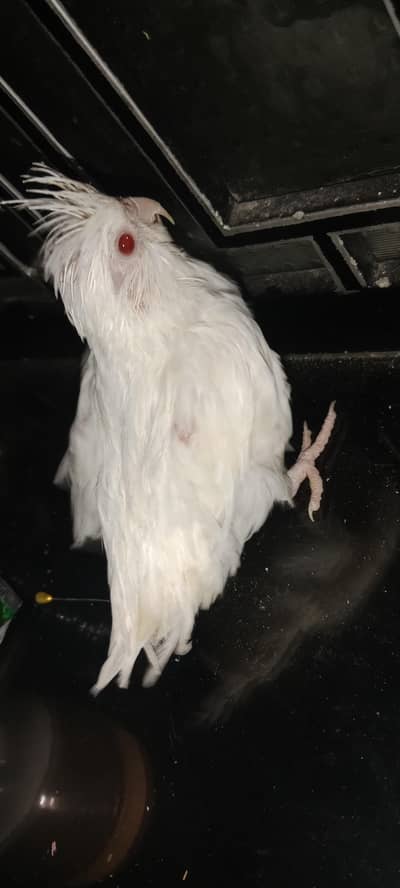 Free  Red eye Eno cockatiel