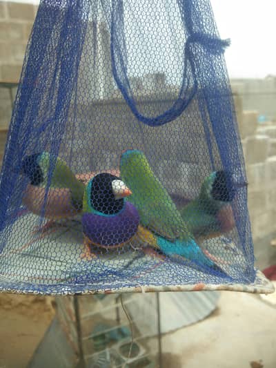 Lady Goldian Finch / Java Finch / Female / Finches