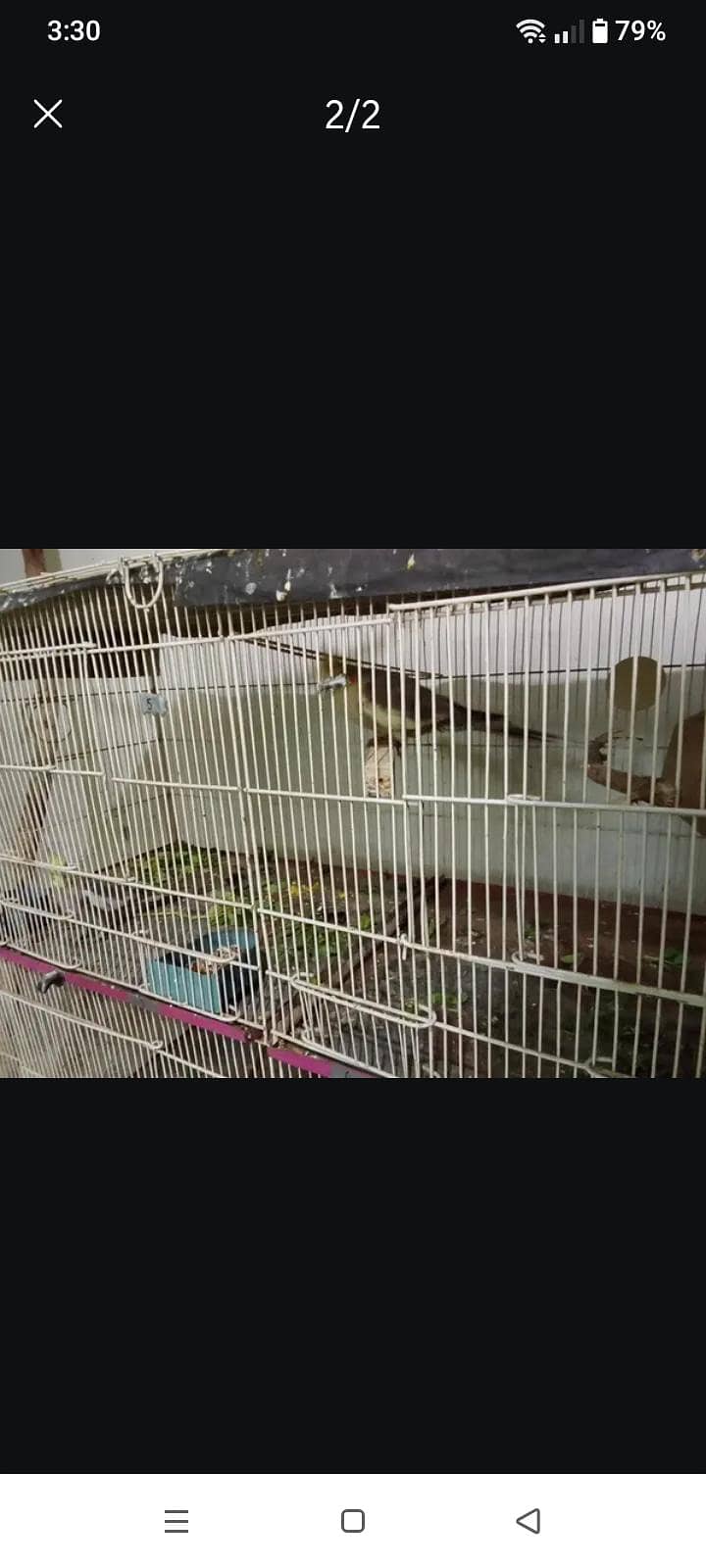 fawn java and cage 4