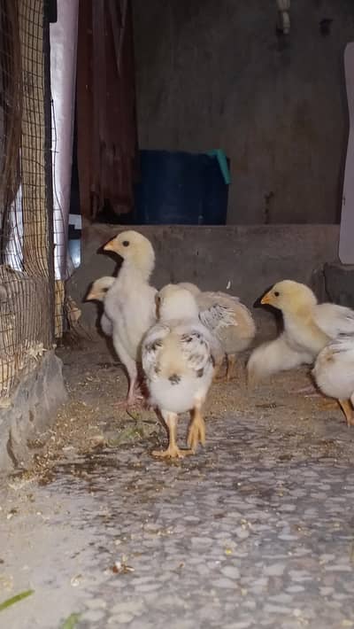 healthy and active chiks