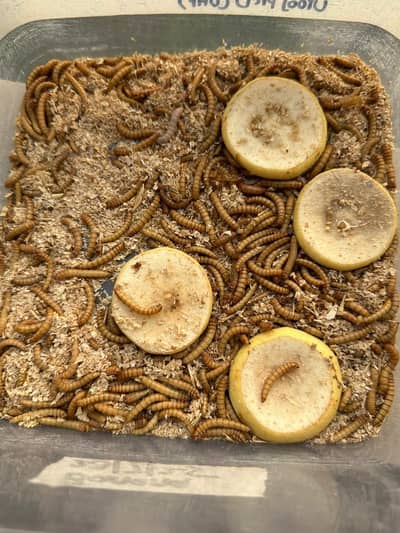 Fresh Mealworm Best for Bird's Food in Faisalabad Rs10/larva min50