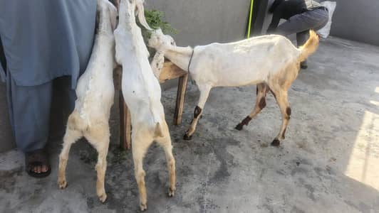 Bakri hai desi or rajanpuri cross with two small goats