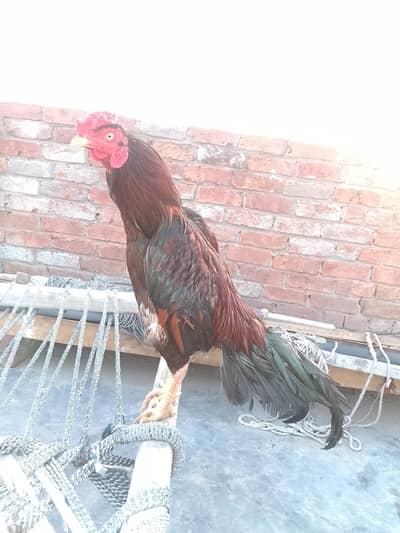 lakha mobile number 3066759328