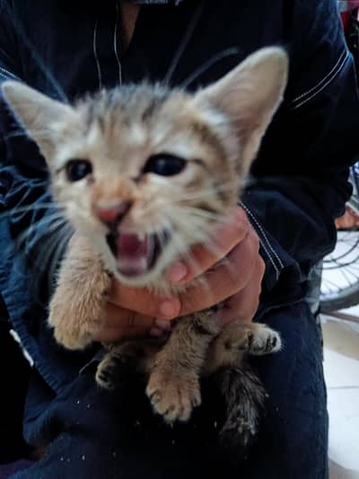 Cute Mixed Breed Cat for Adoption