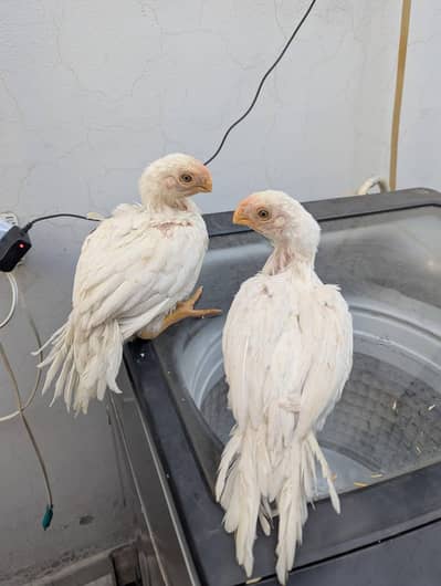 for sale urgent sale parrot beak chiks