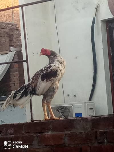 10/10 condition seal murga hai