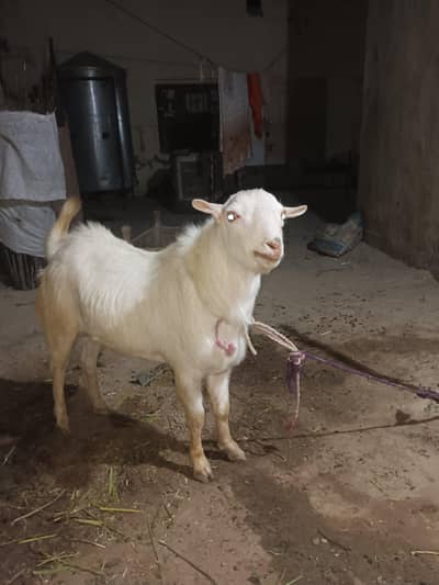 pure tadi gulabi bakra