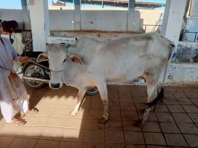 Pregnant Cow for Sale – 6 Dant | 4.5+ Month Pregnant | Second Calf