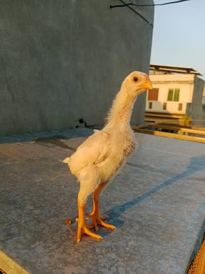 Shamo Chicks available Healthy and active . parents video available