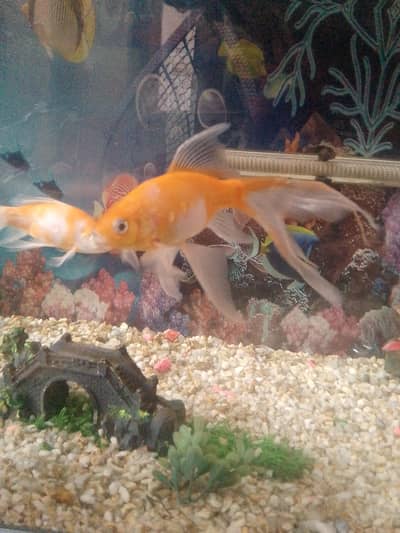 three fishes long tail goldfish