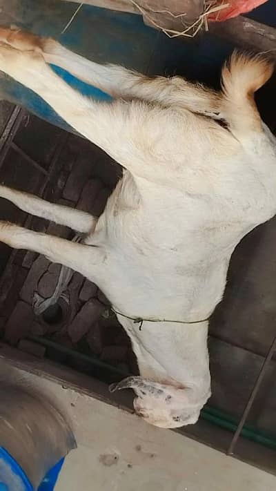 Bakri Thi Bakri Sel kar di Bakra ek hi Rah gaya hai