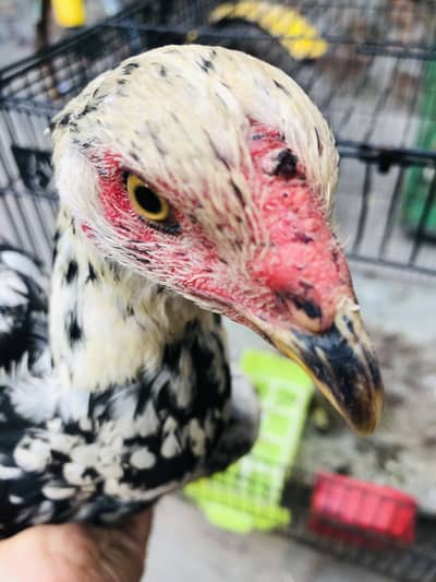 Cheeni madi for sale