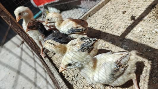mianwali aseel / Heera aseel chicks / lakha breeder available