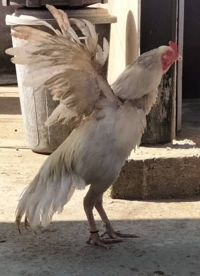 Heera aseel mian wali cross