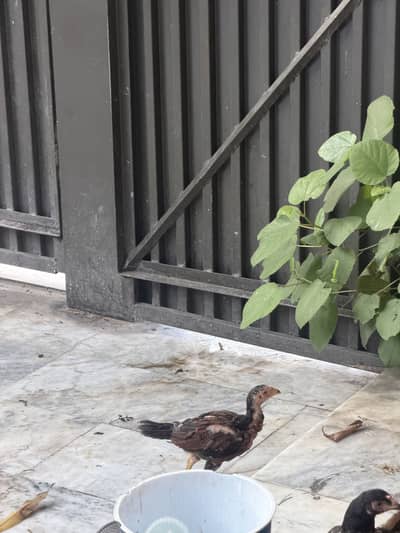 Austerlop and Adele chicks