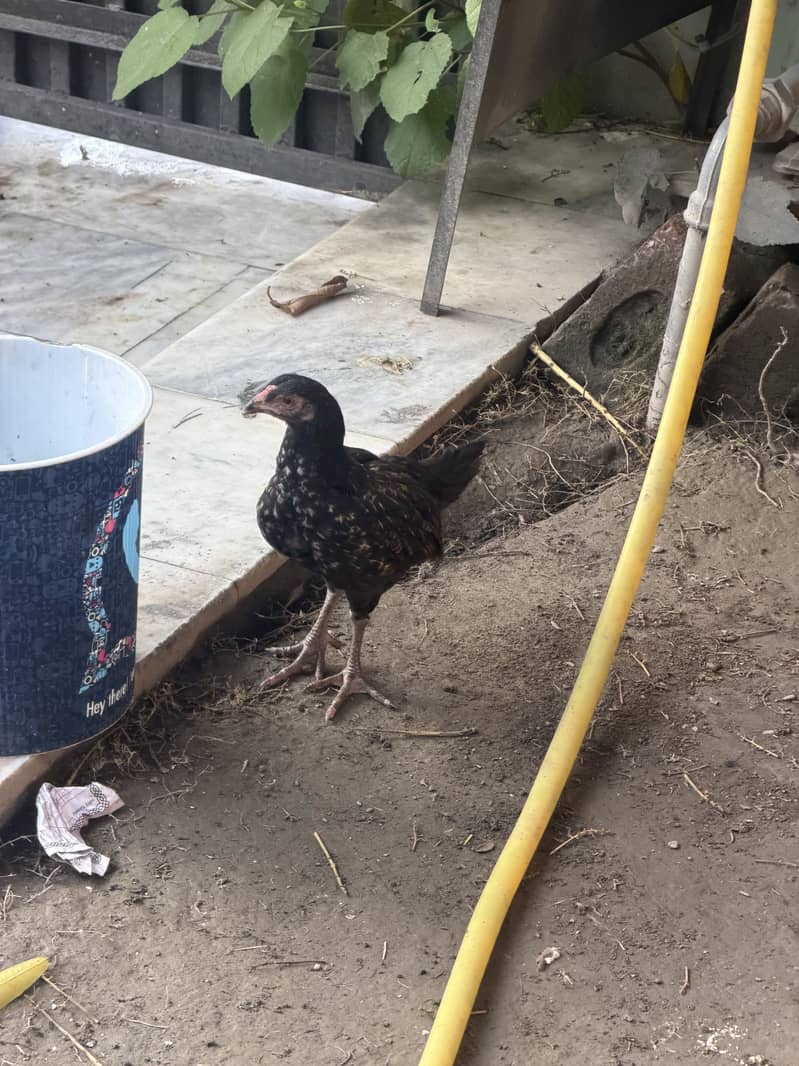 Austerlop and Adele chicks 1