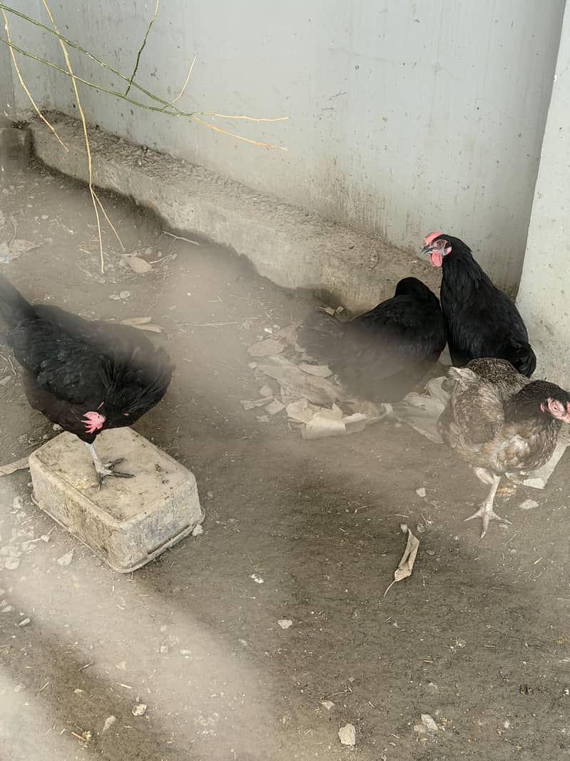 Austerlop and Adele chicks 2