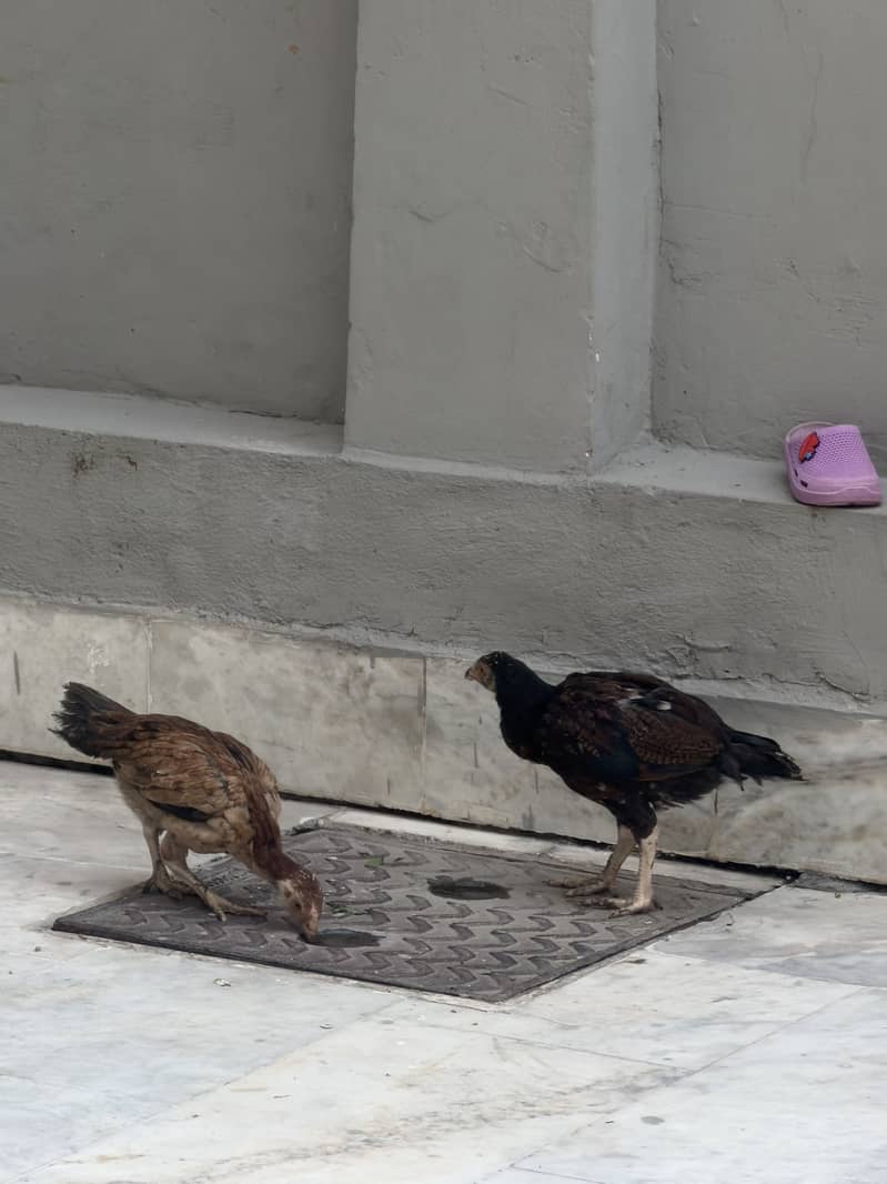 Austerlop and Adele chicks 3