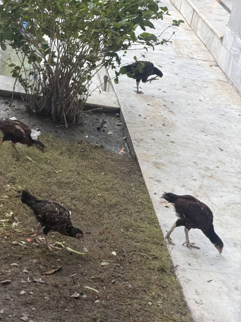 Austerlop and Adele chicks 4