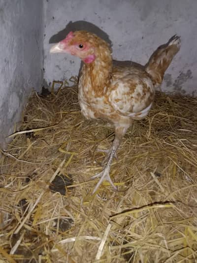 desi hen for sale