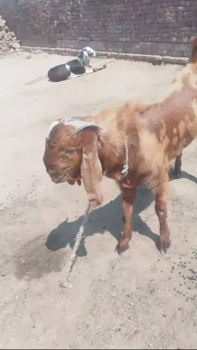 qurbani bakra for sale/ goats/ 2 dant. 03354431092
