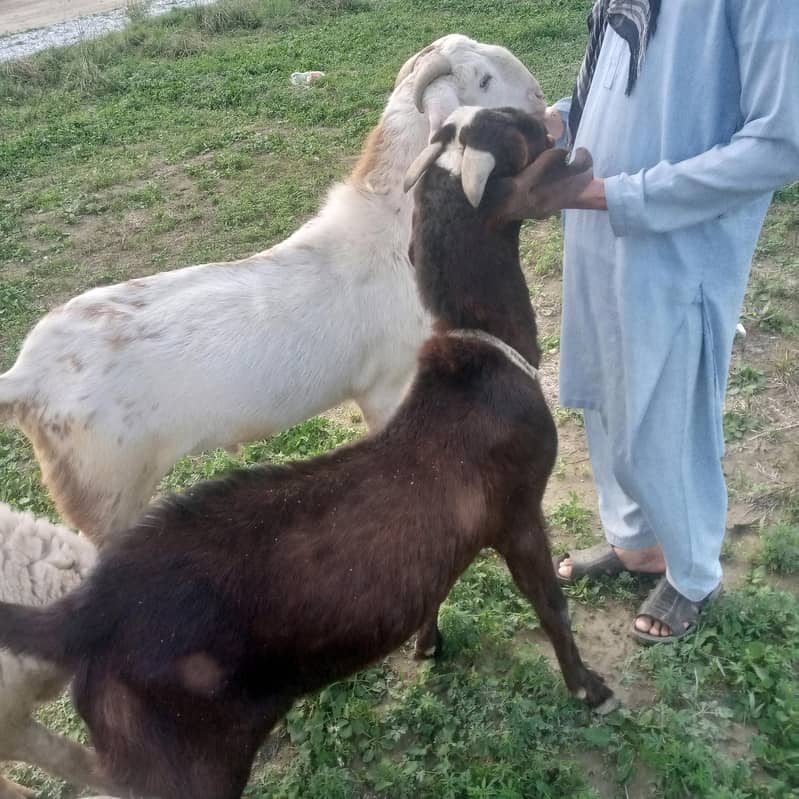 Bakra / Dumba 1