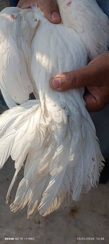 parrot big murga far sal my WhatsApp number 0328.079. 70.78