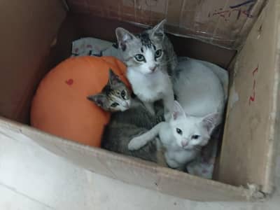 kitten available for adoption