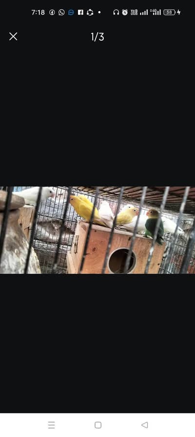 albino red eyes and black eyes and cremeno albino 1000 or cremeno 1400