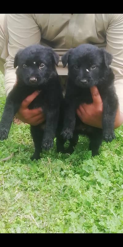 German Shepherd puppy | Long Coat puppies | Dog For Sale | GSD