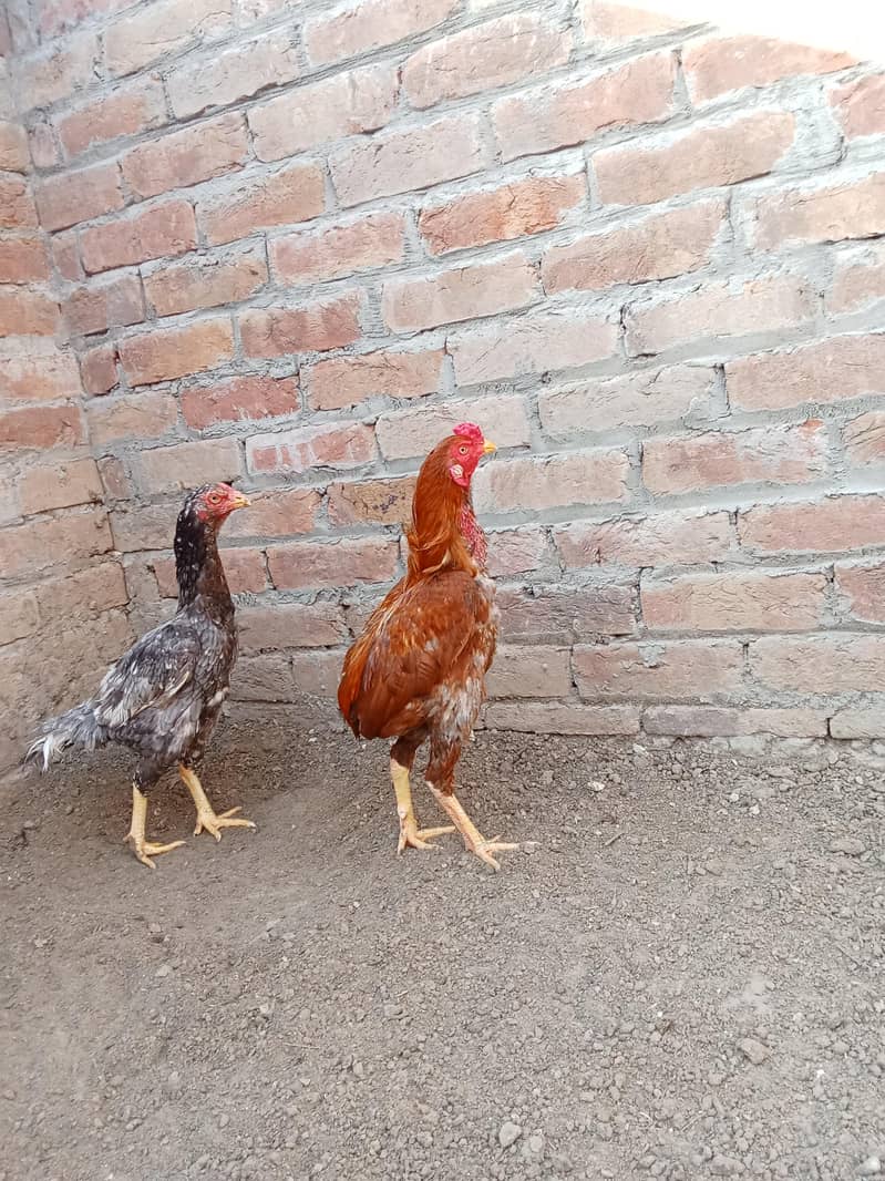 میاں والی اصیل پٹھا 0