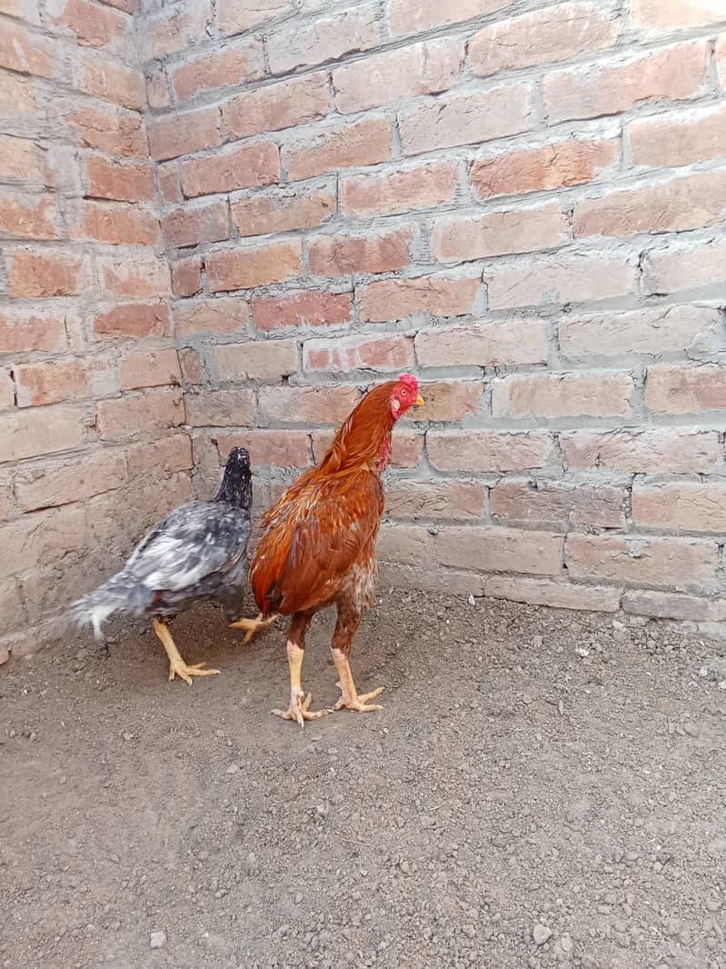 میاں والی اصیل پٹھا 1