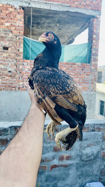 Pakistani Best bread