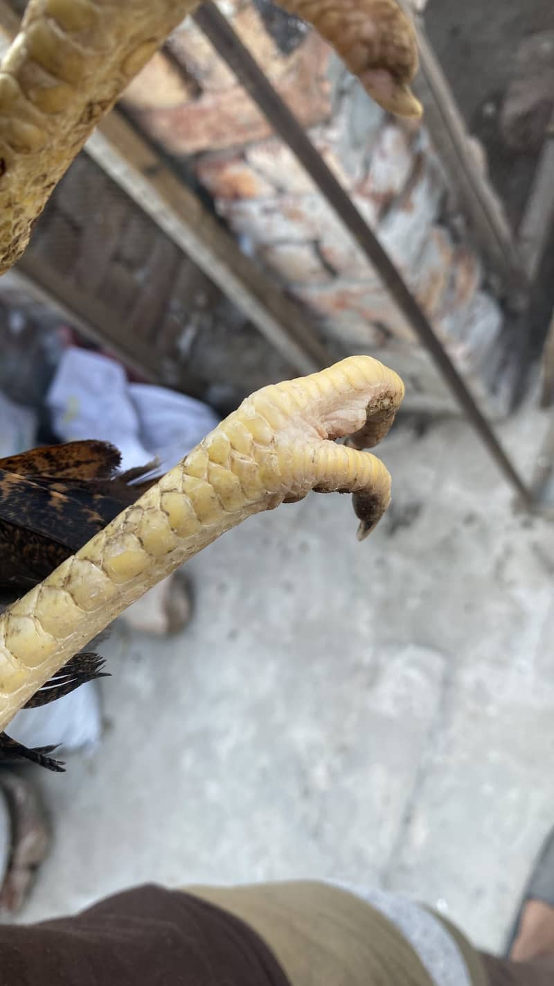 Pakistani Best bread 1