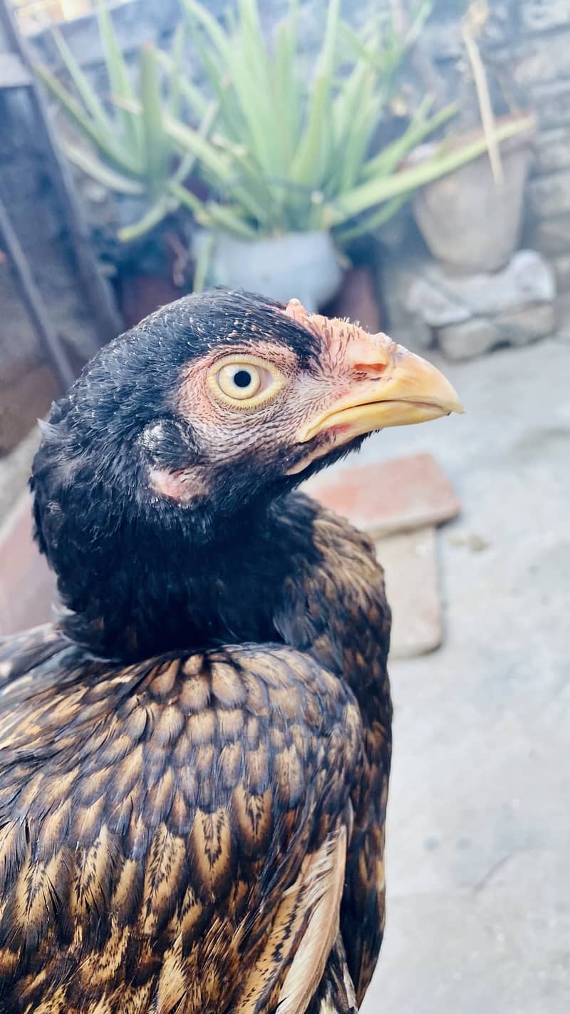 Pakistani Best bread 2